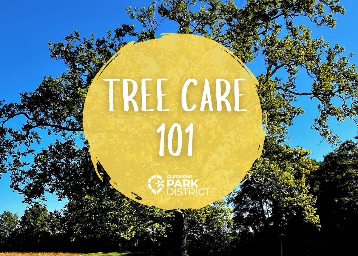 Tree Care 101 is written on a yellow circle, over an image of a large Sycamore tree, with a blue sky in the background